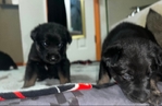 German shepherd pups