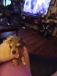 Chiweenie puppies