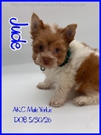 Stunning AKC Male Yorkies