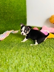 Chihuahua puppies Look!