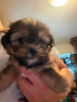 3 left - Shih Tzu puppies