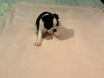 CKC Boston Terrier  Femle
