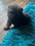 Pom Puppies AKC
