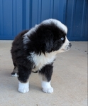 Miniature Australian Shepherd male registered