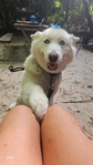 White Husky