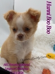 AKC Applehead Longcoat Chihuahuas
