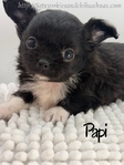 AKC Male Longcoat Applehead Chihuahuas