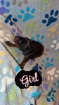 AKC bloodline Doberman puppies