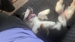 Female Corgi