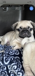 Female pug puppy needs a forever home