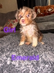 Australian Shepherd Puppies
