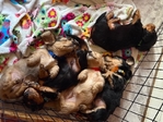 AKC Longhaired Dachshunds - Ready Now