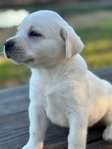 English Cream White Labrador Retriever Pups