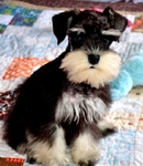 AKC Male Minature Schnauzer
