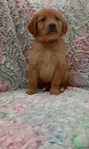AKC Registered Golden Retriever puppies