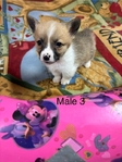 Pembroke corgi pups AKC