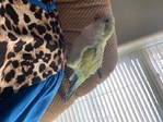 Quaker parrot/bird/parrot/tame