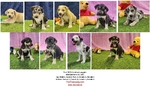 Anatolian Shepherd puppies, Bloodahoula's, and Catahoula's