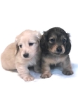 AKC Dachshund Puppies -New litters due to be born in December