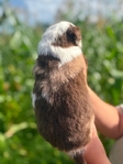 Australian shepherd’s