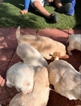 Golden retriever Puppies available