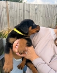 loyal Companion Rottweiler puppies