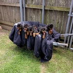 AKC German Rottweiler Puppies