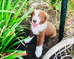 Mini Aussies