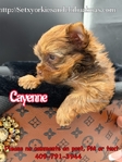 AKC Micro Yorkies Ready Now!