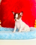 Teacup Lollipop short coat, Applehead female Chihuahua.