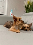 Yorkie