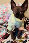Sphynx Cat