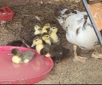 Muscovy ducklings