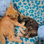 Free kittens, July 19th 2025 birthday, 2 males and 3 females!