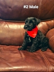 Miniature Schnauzers 1 Female,  4 Males