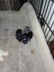 Chiweenie puppies