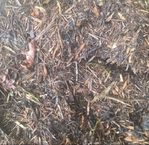 Mulch and compost