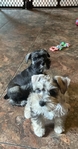 Mini schnauzers