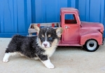 Registered Corgi puppies