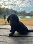 Black Male English Labrador Retriever