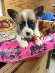 Pembroke corgi pups AKC