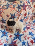 CKC Tiny Toy Poodles