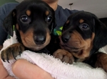 Miniature Daschund