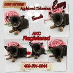 AKC Valentine Applehead Chihuahuas