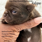 AKC Smush Face Applehead Chihuahuas