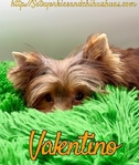 AKC Thick Coated Male Mini Yorkie