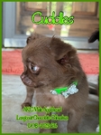 Beautiful Male Applehead Chocolate Longcoat