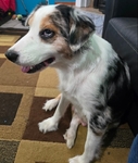 3 year old female full blooded Australian shepherd