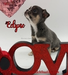 AKC Valentine Applehead Chihuahuas