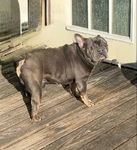 French Bulldog Puppies/Dogs